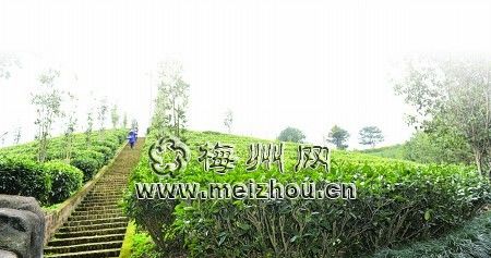 国产精品自产拍在线观看免费