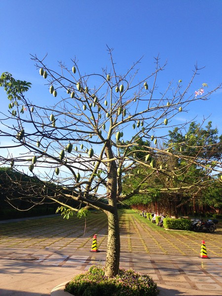国产精品自产拍在线观看免费