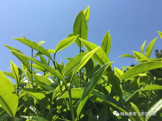 国产精品自产拍在线观看免费